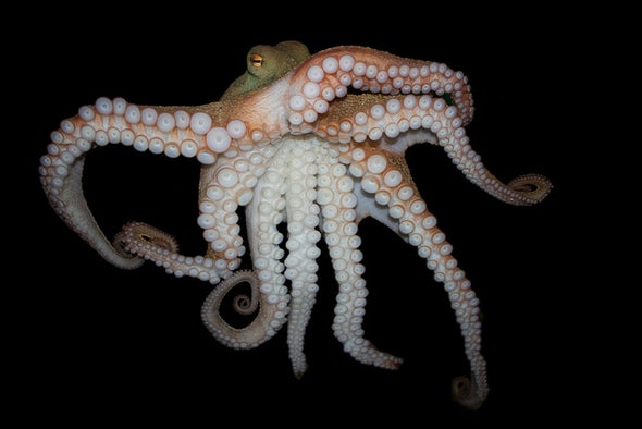 Octopus Genome Reveals Secrets to Complex Intelligence