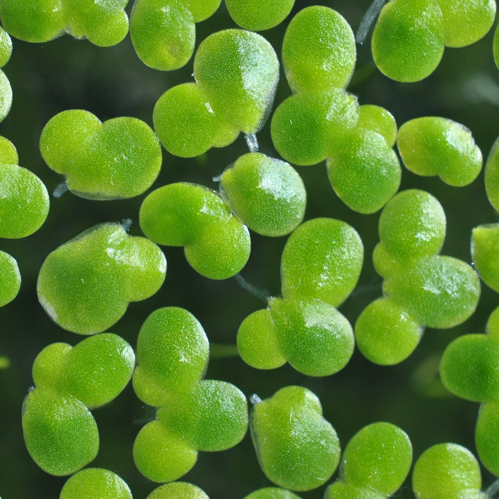 This Common Aquatic Plant Could Produce Buckets of Biofuel | Scientific  American