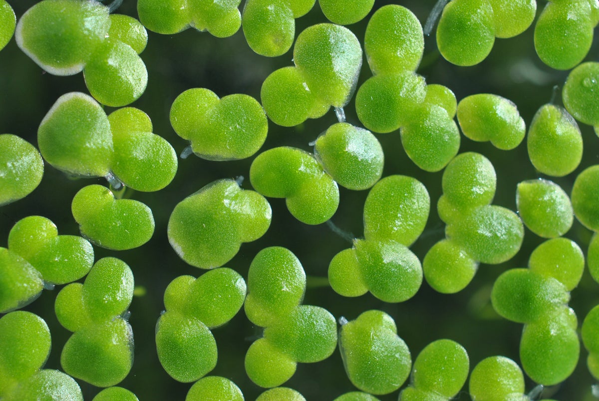 This Common Aquatic Plant Could Produce Buckets of Biofuel | Scientific American