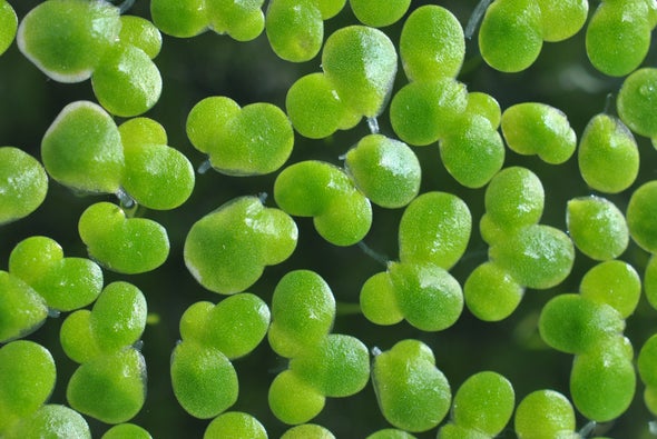 This Common Aquatic Plant Could Produce Buckets of Biofuel