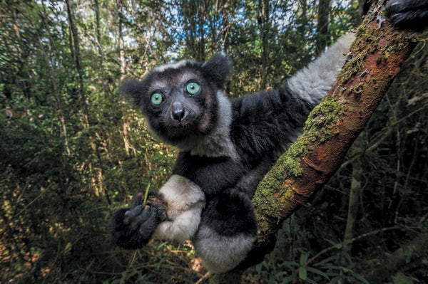 Madagascar's indri lemur on a tree.