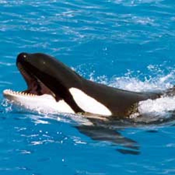 Why Would a Trained Orca Kill a Human?