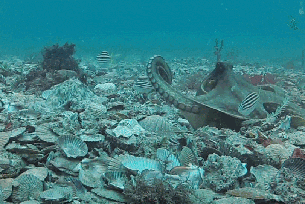 Gif of female octopus throwing shells