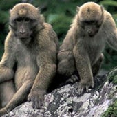 MISCHIEVOUS MONKEYS