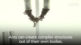 Fire Ants Build "Eiffel Tower" Structures