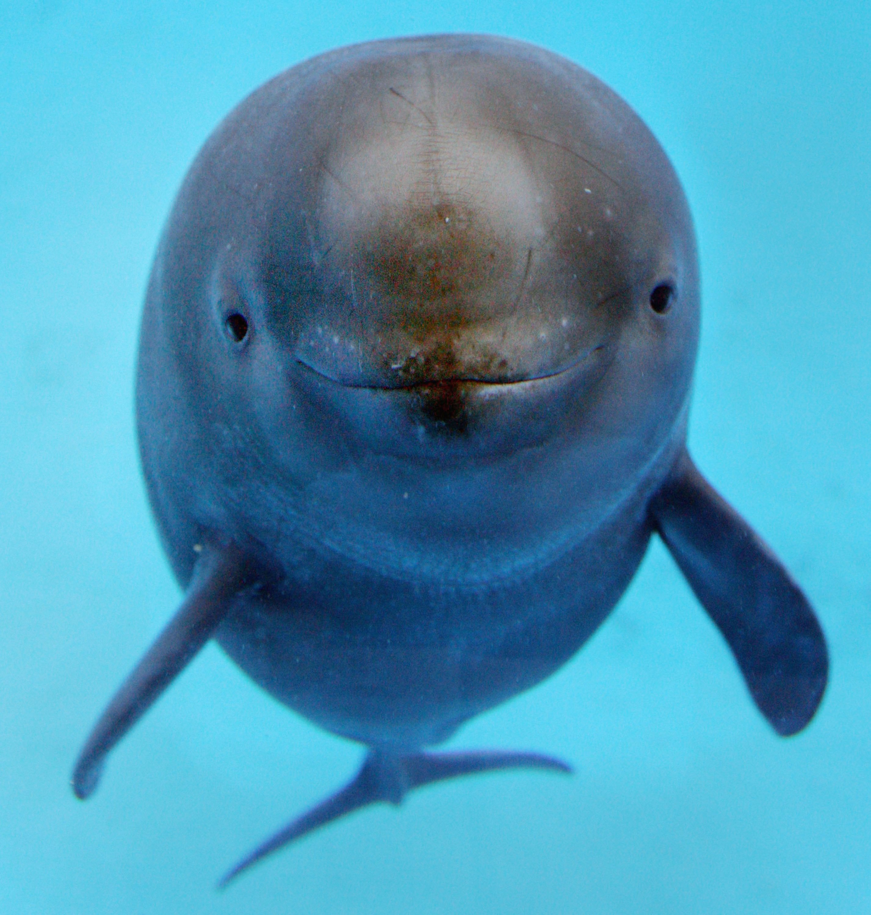 Secret to Porpoise Sonar Revealed - Scientific American