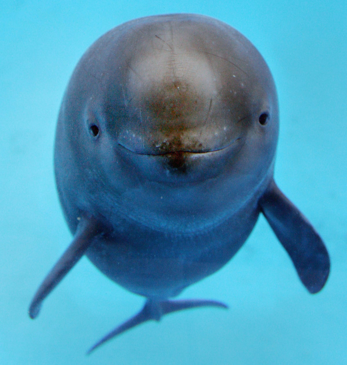 Secret to Porpoise Sonar Revealed | Scientific American