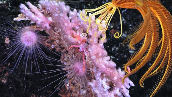 Vibrant purple and yellow underwater organisms.