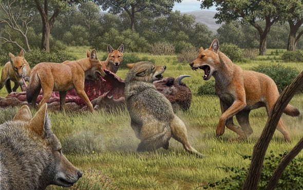 Dire Wolves Were Not Really Wolves, New Genetic Clues Reveal