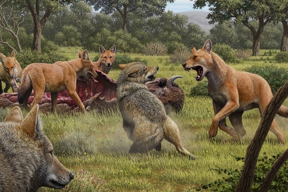Dire Wolves Were Not Really Wolves, New Genetic Clues Reveal