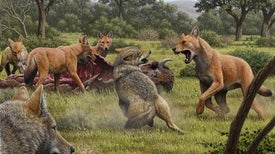 Dire Wolves Were Not Really Wolves, New Genetic Clues Reveal