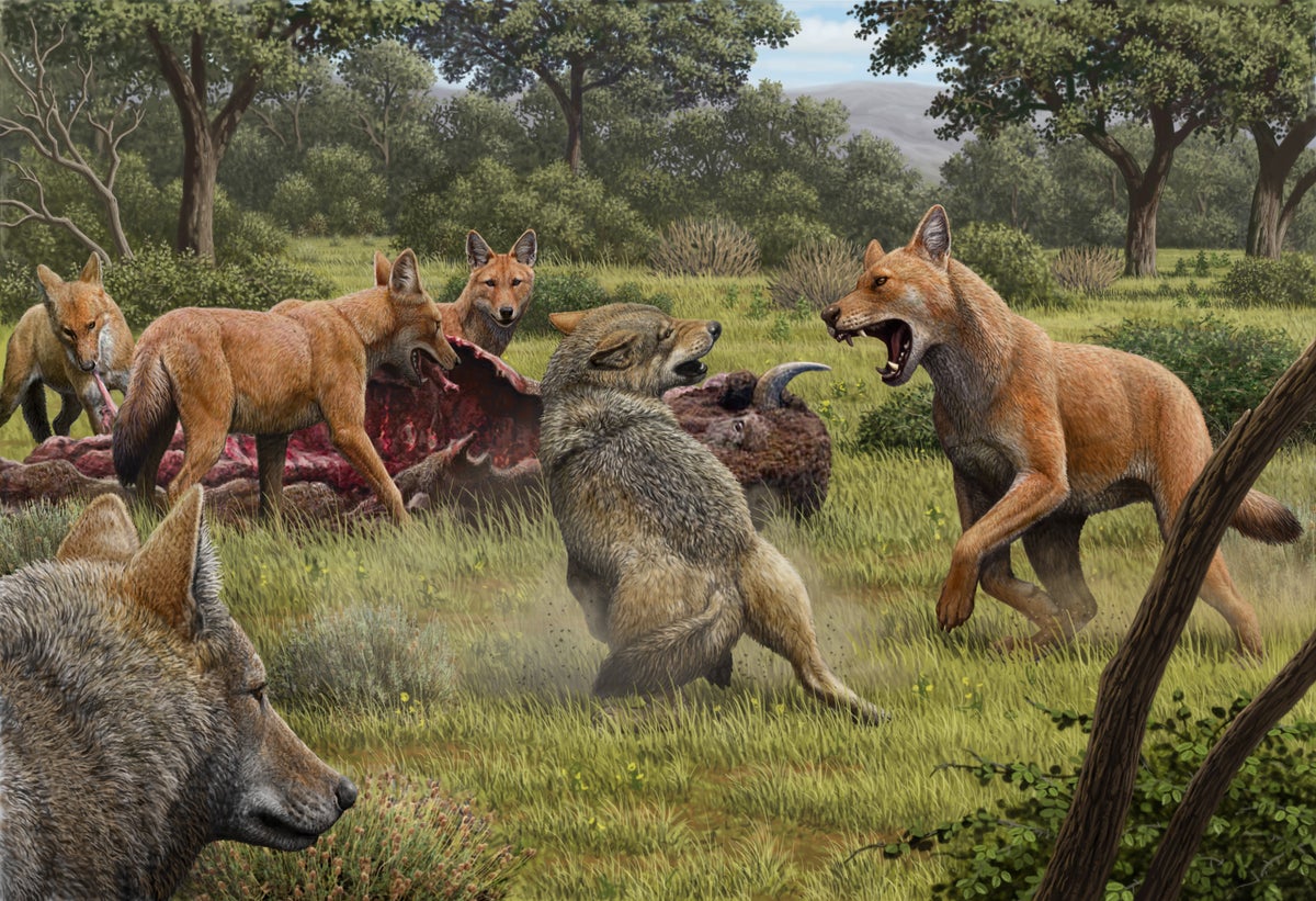 Somewhere in southwestern North America during the late Pleistocene, a pack of dire wolves (Canis dirus) are feeding on their bison kill while a 