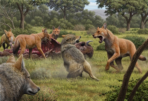 Artist's rendition of a pack of dire wolves feeding on their bison kill