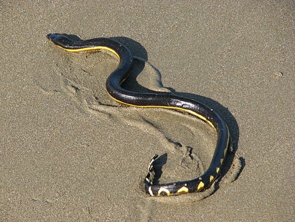 Venomous Sea Snake Washes Up on California Beach, Surprising Scientists