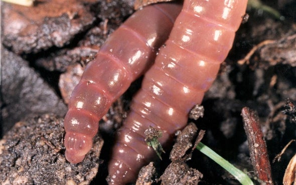 Field Study: Worms Leave 'Til No-Till