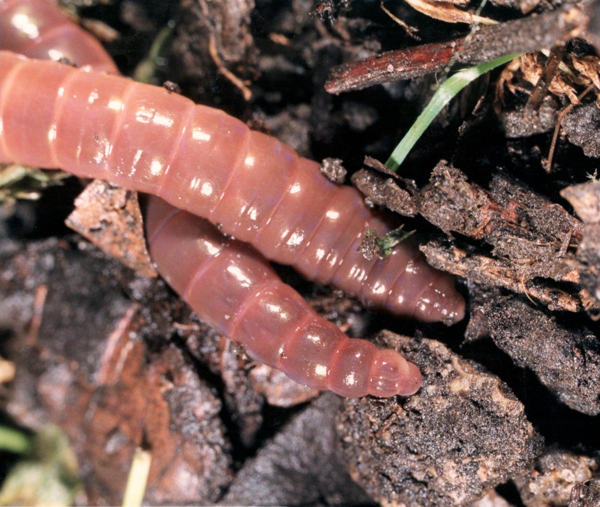 Field Study: Worms Leave 'Til No-Till