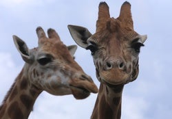 DNA Reveals Giraffes Are 4 Species--Not 1
