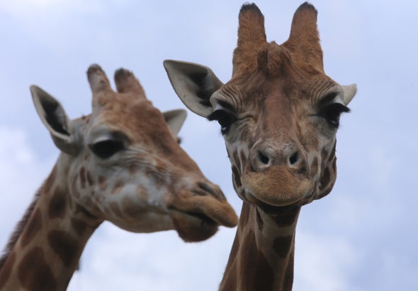 DNA Reveals Giraffes Are 4 Species--Not 1
