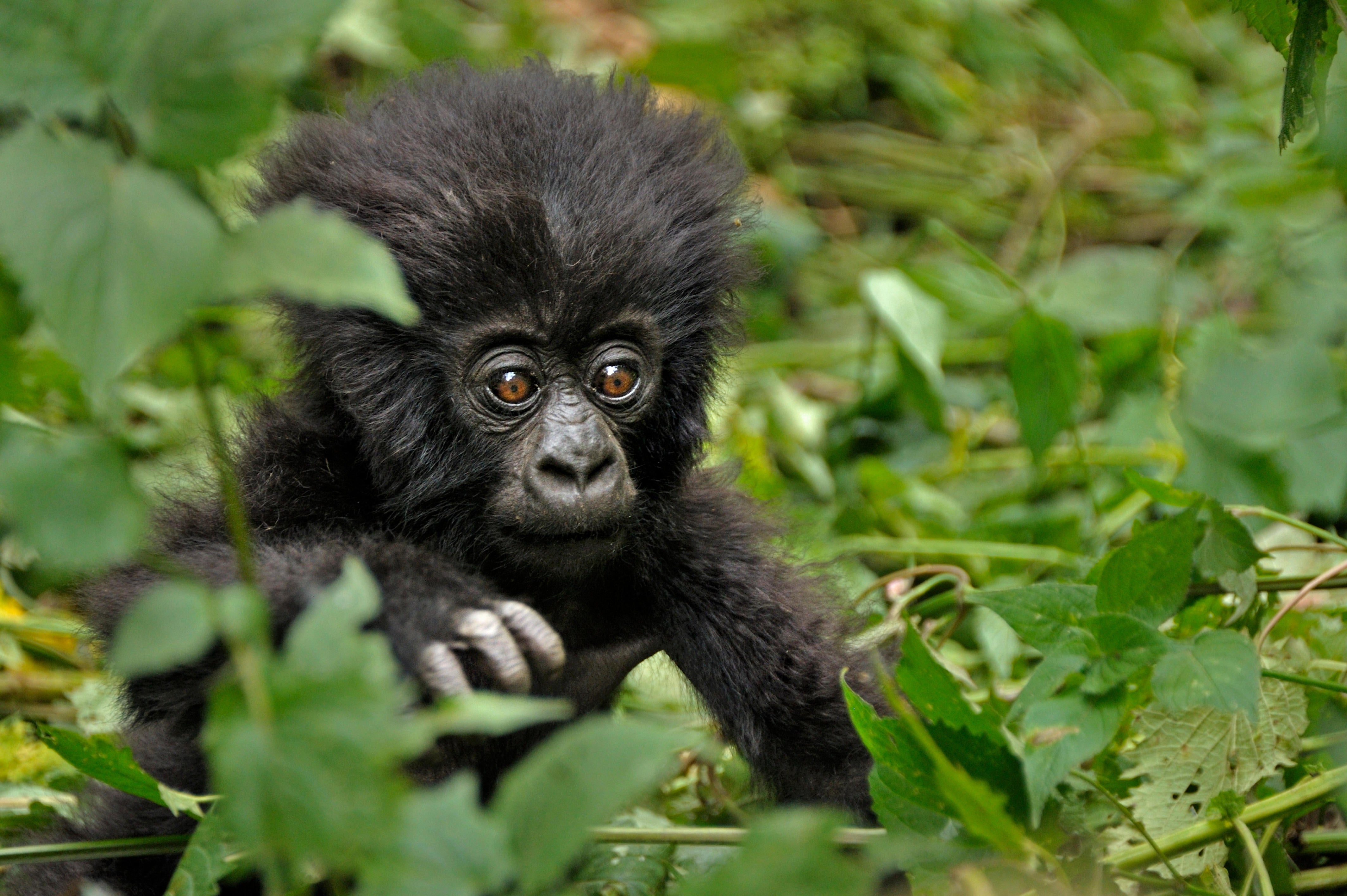 Gorillerin Erken Yaşam Travmasından Sonra Dirençleri İnsanlar İçin Dersler Veriyor