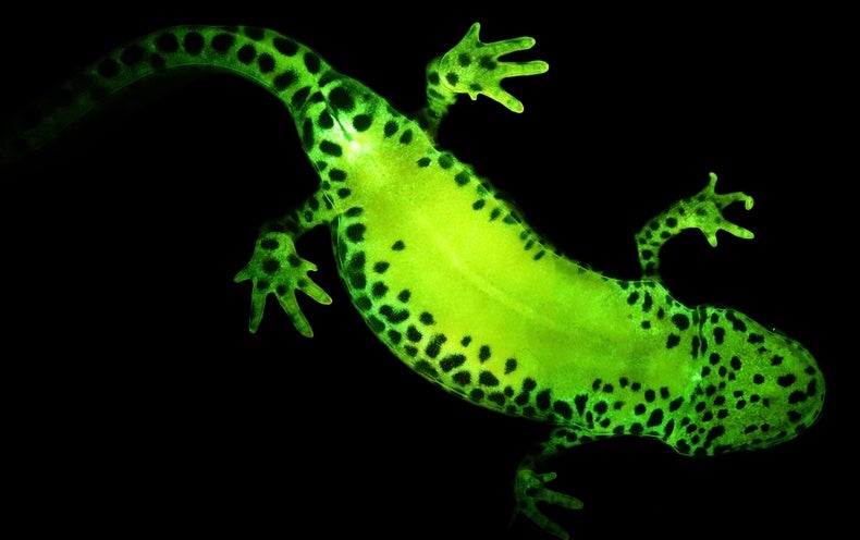 green salamanders