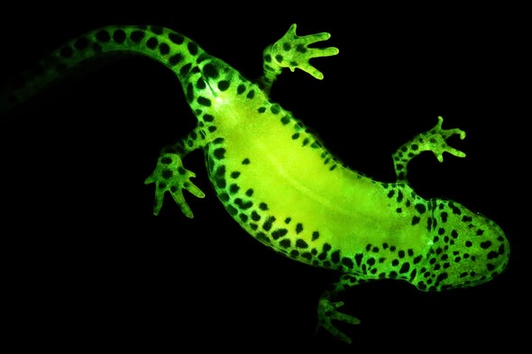 'Salamanders and Frogs Light Up with Secret Superpower
