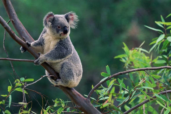 What a Koala Virus Tells Us about the Human Genome