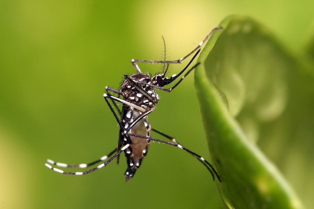WHO Extremely Alarmed by Zika, Cases Could Reach 4 Million