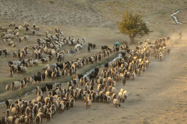 A herd of sheep is seen near tents at the fields inTurkey.