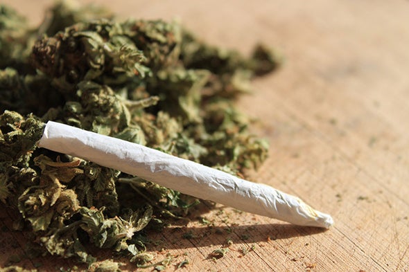 Marijuana Madness: Hopped-Up Weed May Pose Risks for Users - Scientific American