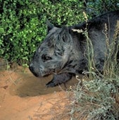 Northern Hairy-Nosed Wombat <i>Lasiorhinus krefftii</i>