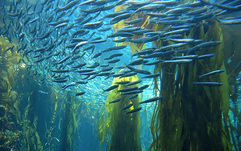 Marine Ecosystems Are Preparing for Climate Change - Scientific American