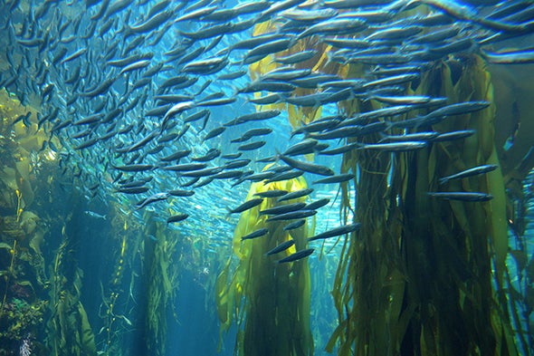 Marine Ecosystems Are Preparing for Climate Change