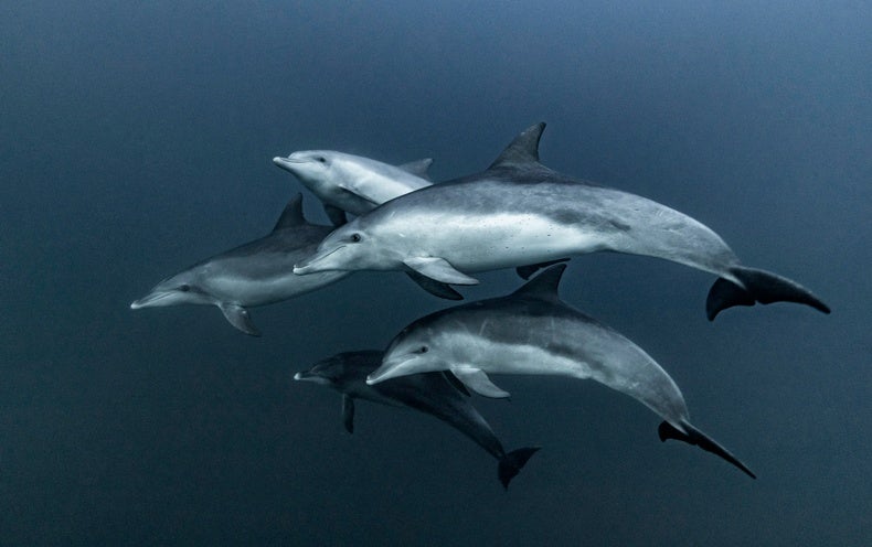 The Purpose of Dolphins’ Mysterious Brain Net May Finally Be Understood