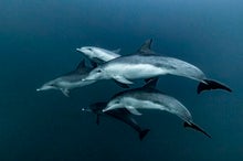 The Purpose of Dolphins' Mysterious Brain Net May Finally Be Understood