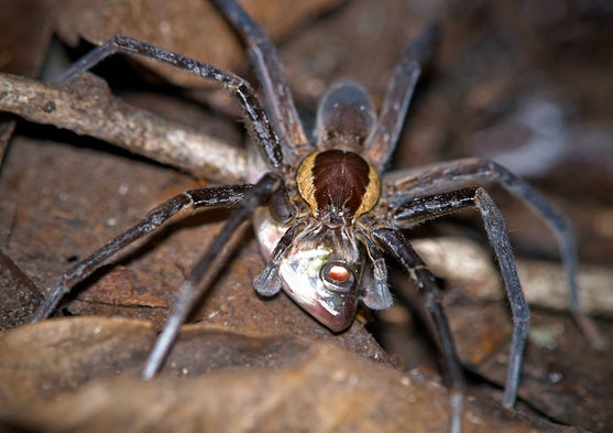 Spiders Can Catch and Devour Fish [Slide Show]