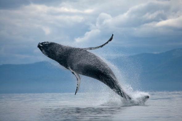 Humpback Whales Swap Songs at Island Hub
