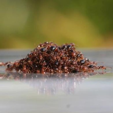 Ferry Tale: Fire Ants Aggregate into Living Rafts to Escape Floods