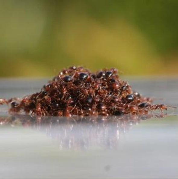 Ferry Tale: Fire Ants Aggregate into Living Rafts to Escape Floods