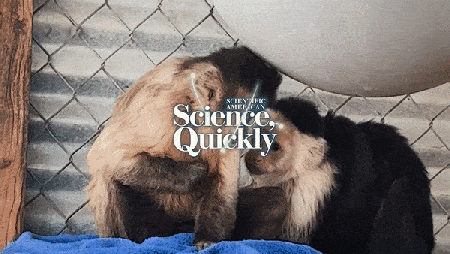 Two small monkeys, one brown and the other black with a white patch of fur around her face and shoulders, lay together in an enclosure