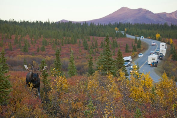 Human Noise in U.S. Parks Threatens Wildlife