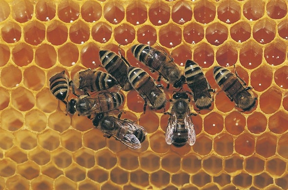 Pesticides Act as Honeybee Contraceptives