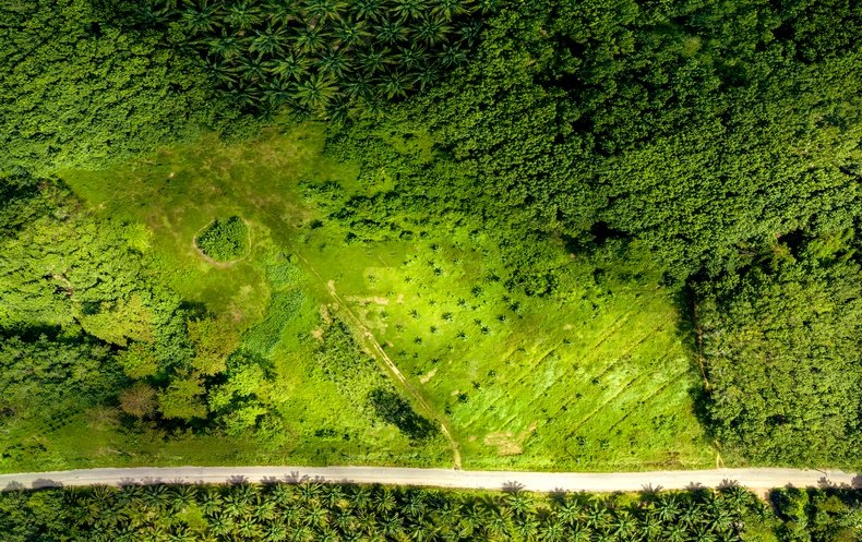 Global Carbon Removal Efforts Are Off Track for Meeting Climate Goals - Vimarsana News