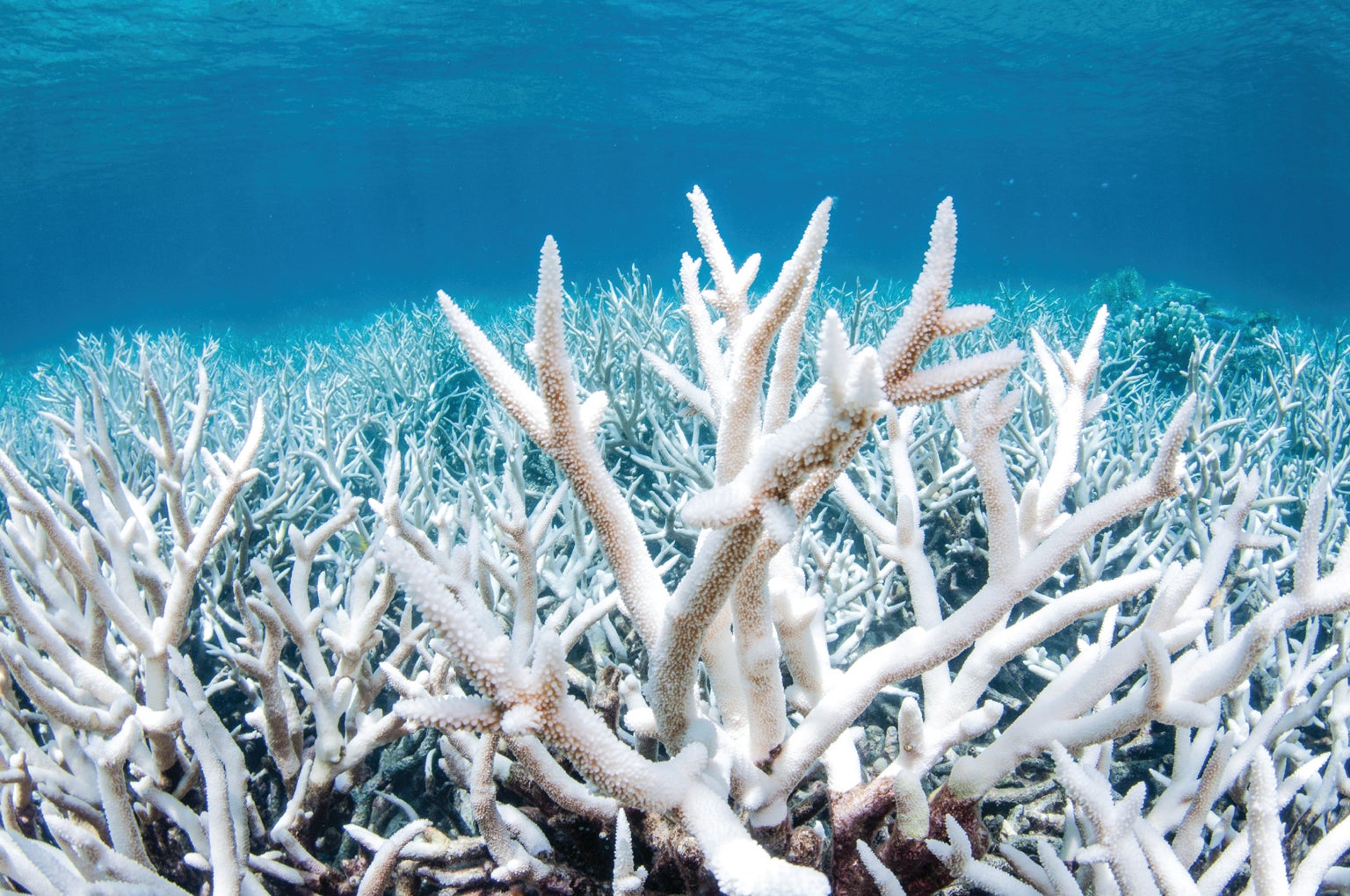 BLEACHED CORALS on the Great Barrier Reef.