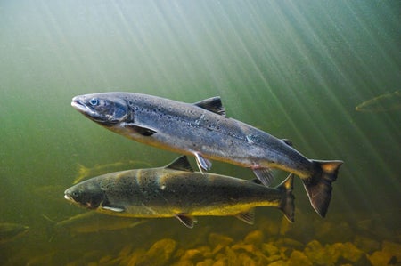 Atlantic Salmon adults swimming upstream.