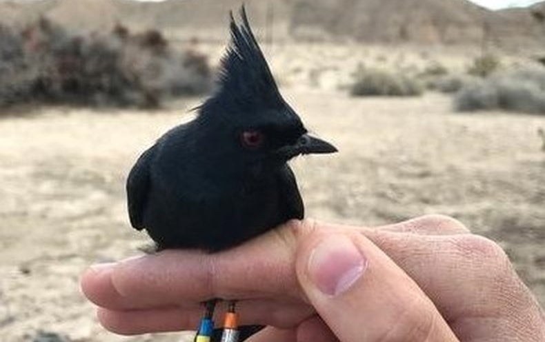 Odd Bird Migrates Twice To Breed Scientific American