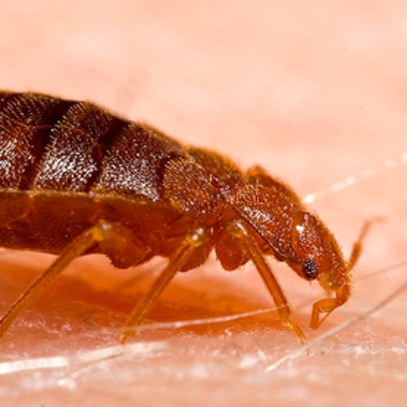 do bed bugs travel kentucky how do bed bugs travel do bed bugs travel kentucky how do bed bugs travel