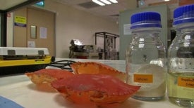Plastic Clamshells Can Be Made from Real Crab Shells