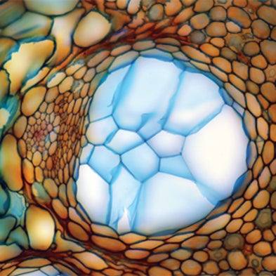 Small Wonders: Science Meets Art under the Lens [Slide Show]