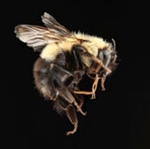 07. Bumble Bees