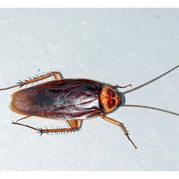 National Cockroach Project